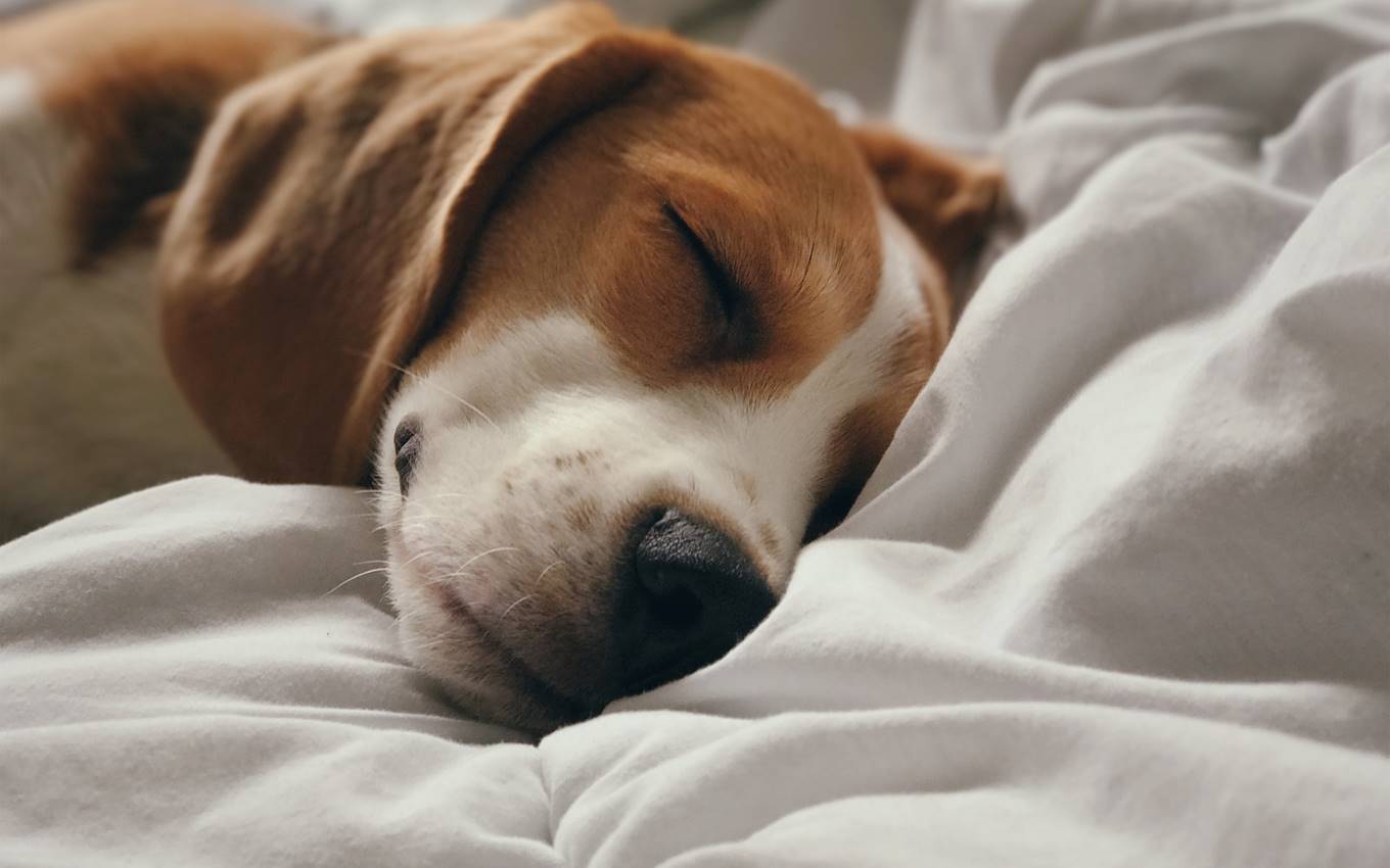 Dog sleeping